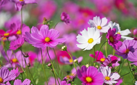 Mai au Potager - Que faire et que semer