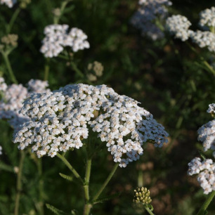 Achillée Millefeuille