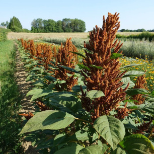 Amarant Orange Giant