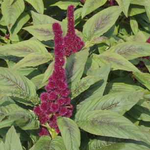 Amarant  Tête d'Eléphant