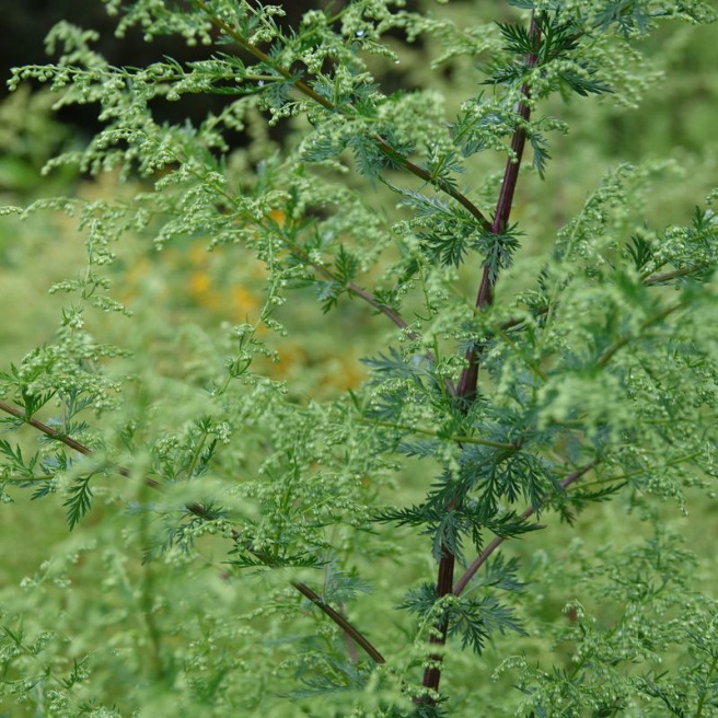 Sweet wormwood - Artemisia | Organic and Reproducible Seeds | Cycle en Terre