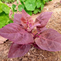 Arroche Rouge