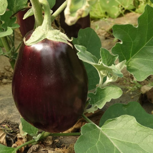 Aubergine Black Beauty