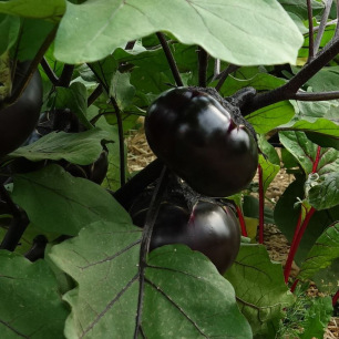 Aubergine Obsidien