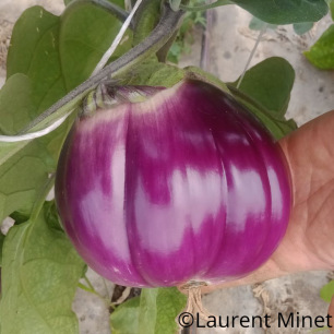 Aubergine Rotonda Bianca Sfumata di Rosa