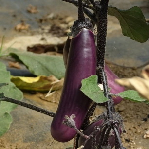 Aubergine Slim Jim