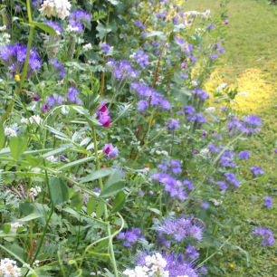 Bande Fleurie Buffet à Insectes