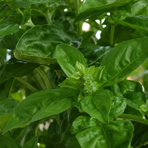 Basilic À Grandes Feuilles.