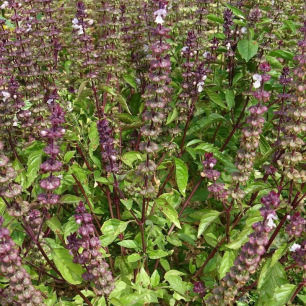 Basilic Cannelle