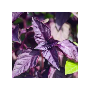 Basilicum Paarse