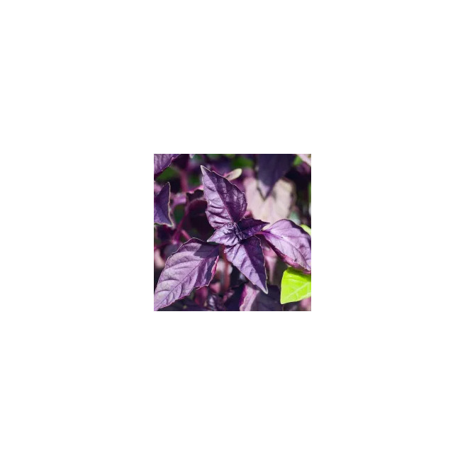 Basilic Pourpre