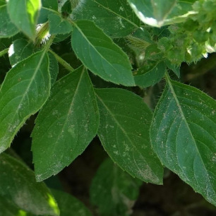 Basilic Tulsi