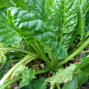 Perpetual Spinach Swiss Chard