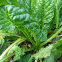 Bette à Couper Perpetual Spinach