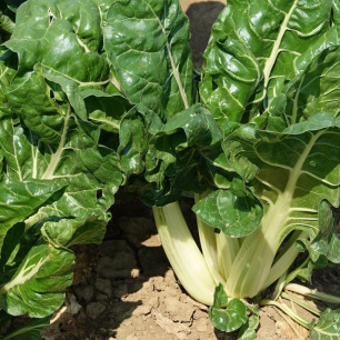 Bette Verte à Carde Blanche 3