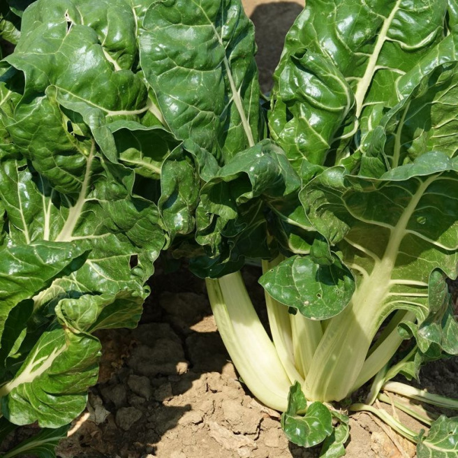 Snijbiet Donkergroene Gladde Witribbige 3 Snijbiet Donkergroene Gladde Witribbige 3