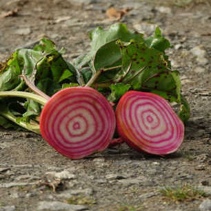 Rode biet Chioggia
