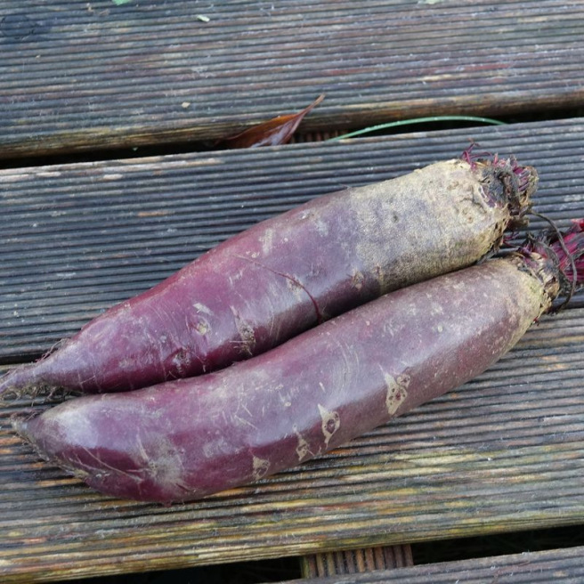 Forono Beetroot Forono Beetroot