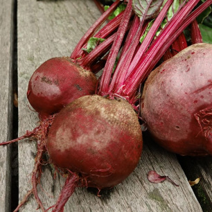 Betterave Noire d'Egypte