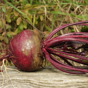 Betterave Robuschka
