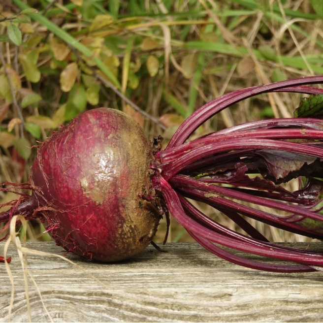 Robuschka Beetroot Robuschka Beetroot