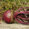 Betterave Robuschka