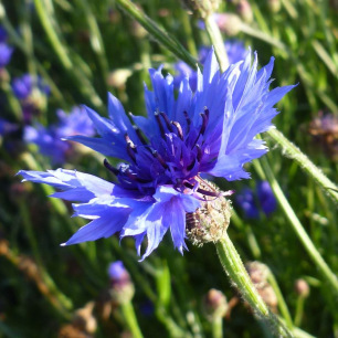 Bleuet
