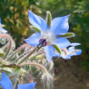 Borage