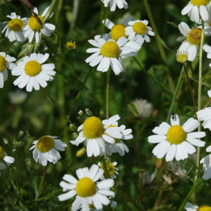 Camomille Matricaire