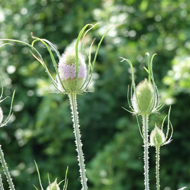 Wild Teasel Wild Teasel