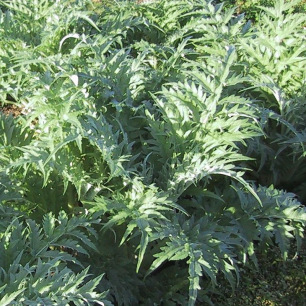 Cardon Epineux Argenté de Plainpalais