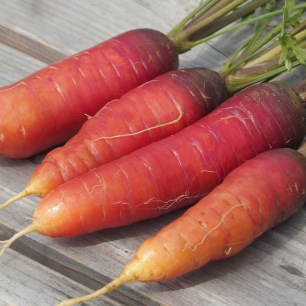 Red Blood Carrot