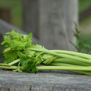 Céleri à Côtes Tall Utah