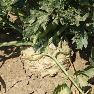 Céleri Rave Monarch