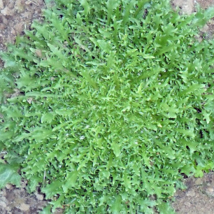 Chicorée Frisée de Namur
