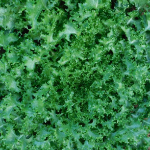 Chicorée Frisée Wallonne