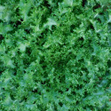 Chicorée Frisée Wallonne