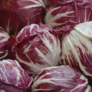 Chicorée Radicchio 506 TT | Semences bio et reproductibles | Cycle