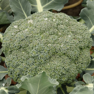 Chou Brocoli Calabrese Natalino
