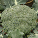 Chou Brocoli Calabrese Natalino