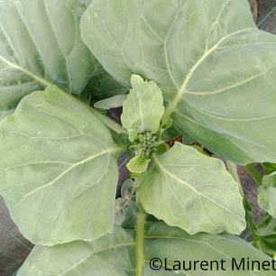 Chou Brocoli Chinois Kailaan