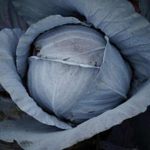 Chou Cabus Rouge Amarant