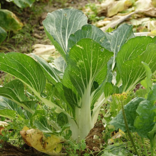 Chou Chinois Pak Choï Taisai