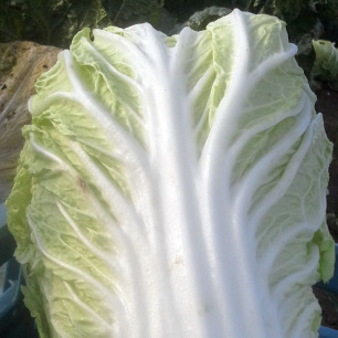 Chou Chinois Pé Tsaï Sélection Sativa