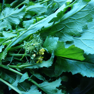 Chou Cima di Rapa