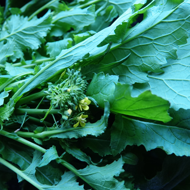 Chou Cima di Rapa