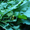 Chou Cima di Rapa