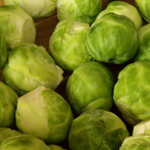 Chou de Bruxelles Groninger