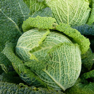 Chou de Milan Paradiesler