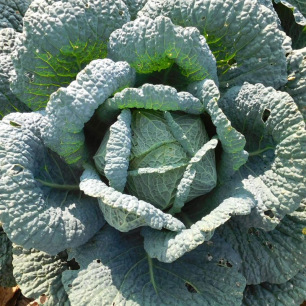 Chou de Milan Winterfürst 2